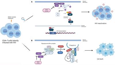 SMAC Mimetics as Therapeutic Agents in HIV Infection
